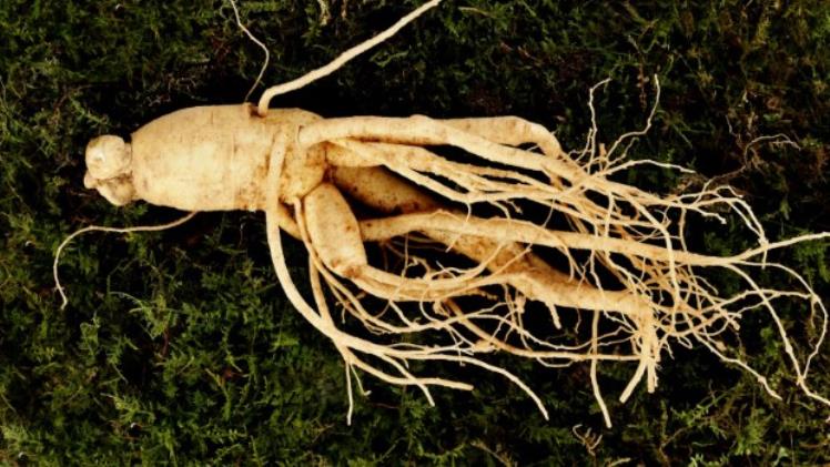 Ginseng And Kratom, Do They Work Together?