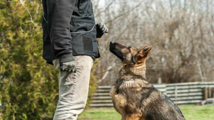 Top Tips for Finding the Best Protection Dog Trainers in Houston