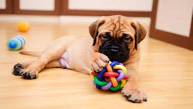 Long Lasting Dog Chew Toys That Will Keep Your Pup Busy For Hours